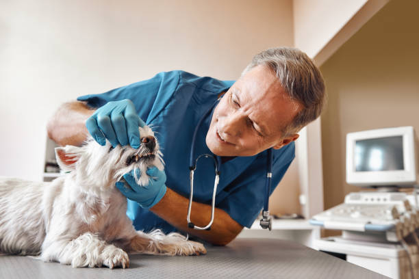 Best Chipped Tooth Repair Near Me  in Romancoke, MD